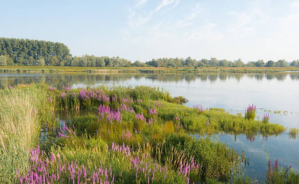 istock Flowering Purple Loosestrife 518425213