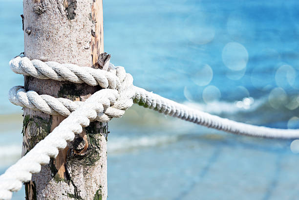 strangulated tree trunk by a rope