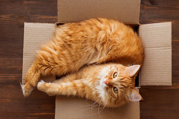 istock Ginger cat lies in box on wooden background. 518425700