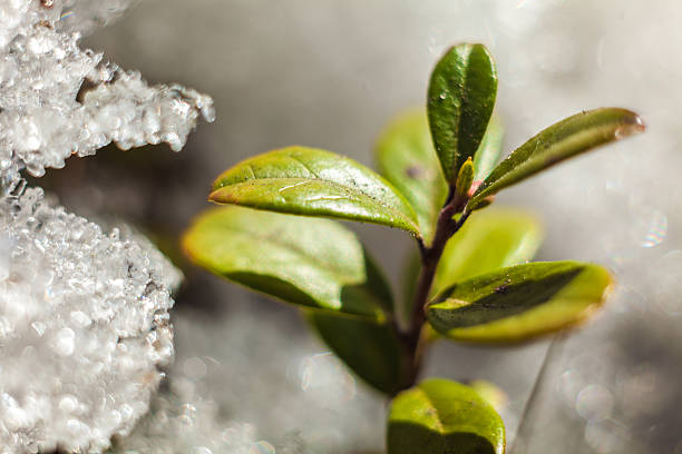 istock cowberry bush  in spring  thawing snow close-up shot 518427216