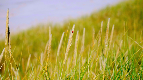 ladybird in the gras of dunes