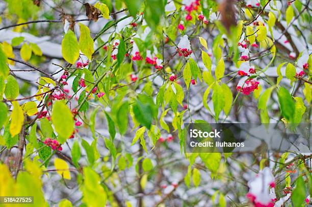 First Snow Stock Photo - Download Image Now - Arranging, Beauty, Cold Temperature