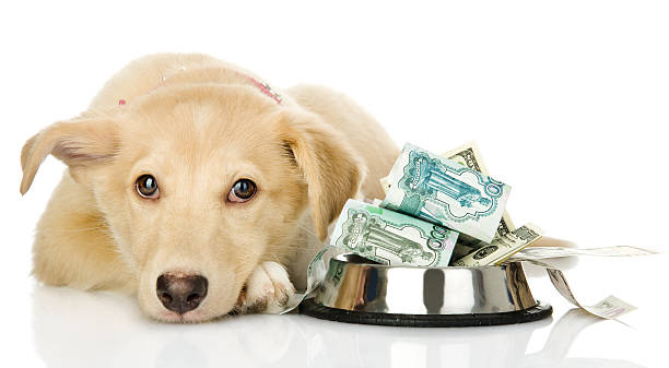 sad puppy needing the help. isolated on white background