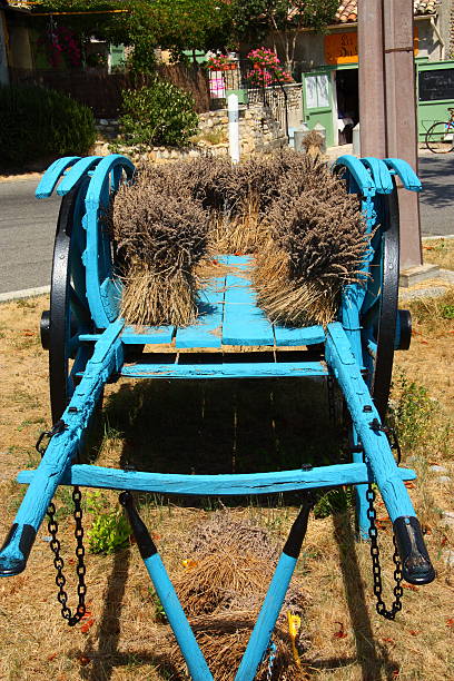Barrow lavendr 2 france