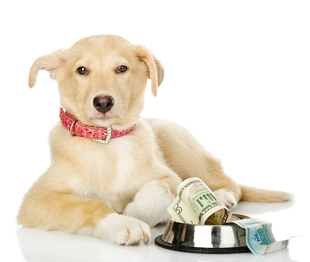 istock Begging dog. isolated on white background 518428588