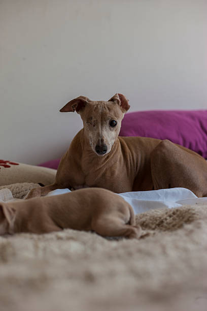 istock Italian Greyhound Puppie 518428633
