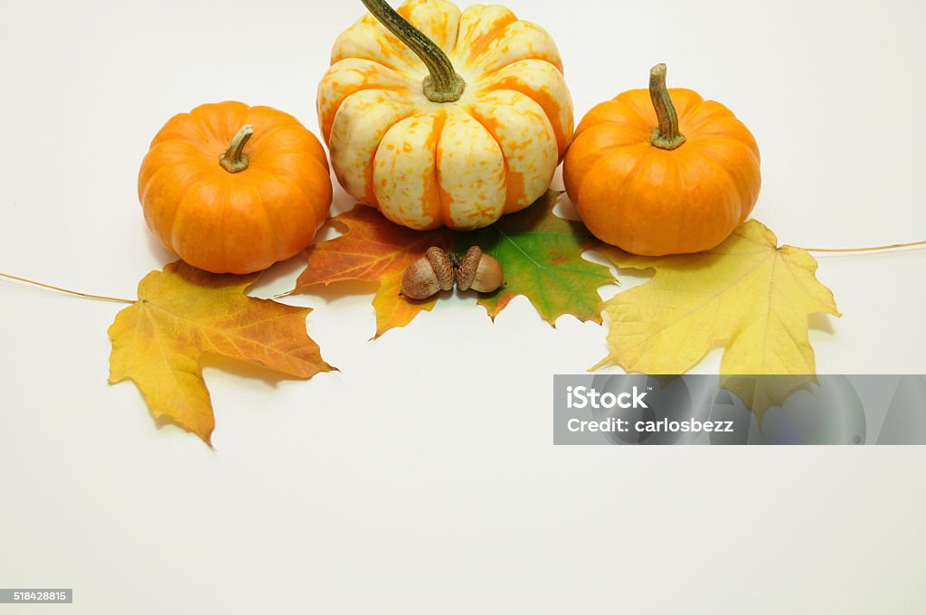 pumpkins halloween Autumn pumping with leaves and white background Acorn Stock Photo