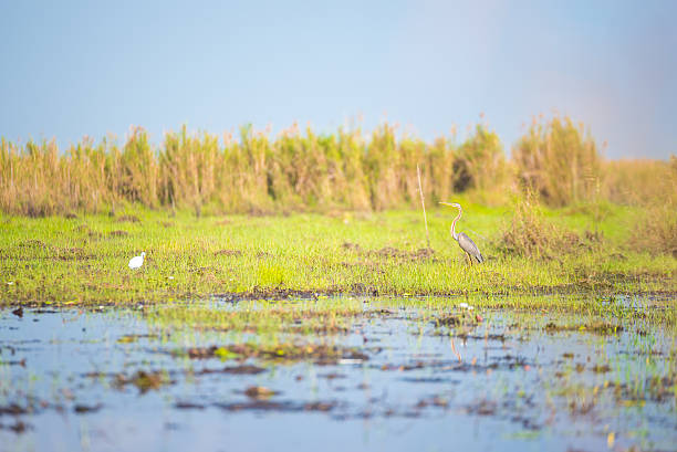 istock The Bird emigrate to wet land. 518429736