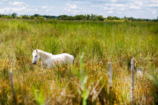 wild cavalo branco de camargue, frança, - camargue saintes maries de la mer bodies of water landscapes - fotografias e filmes do acervo