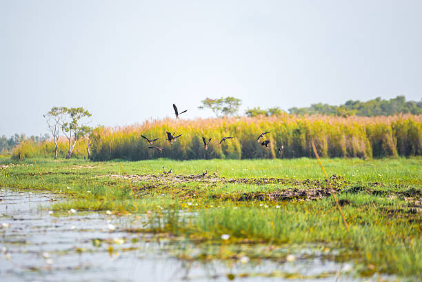 istock The Bird emigrate to wet land. 518430672