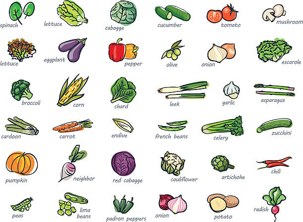 ilustraciones, imágenes clip art, dibujos animados e iconos de stock de icono conjunto de verduras - symbol food salad icon set