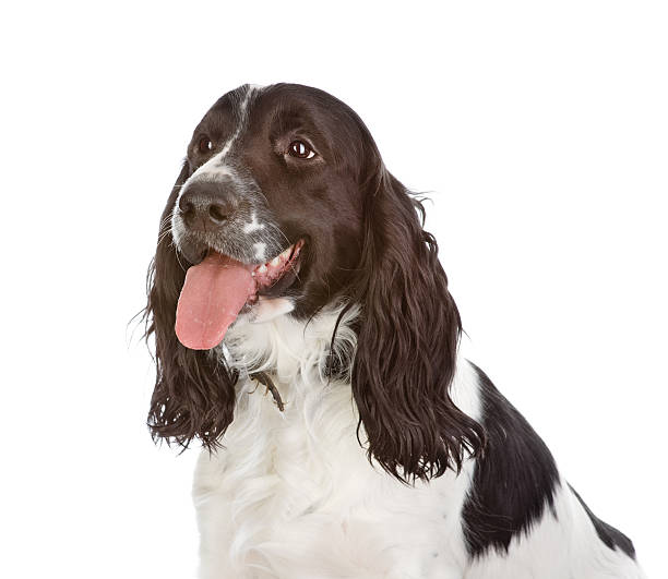istock English Cocker Spaniel Close-up. looking away. Isolated on white background 518431600
