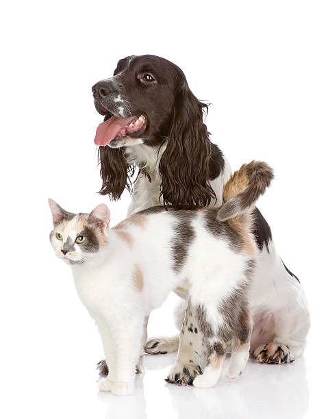 istock dog and cat. looking away. isolated on white background 518432580