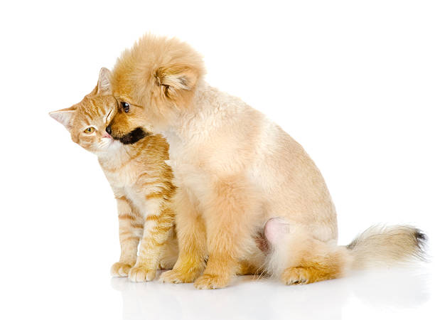 istock the puppy licks a cat. isolated on white background 518433274