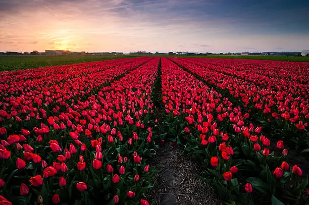 A field filled with red tulips photographed at sunset.