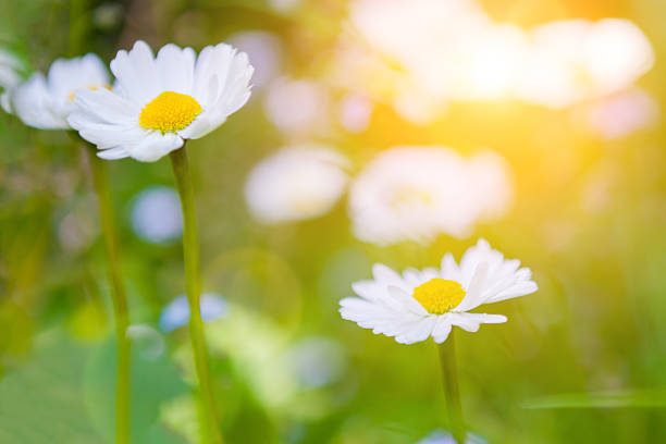 istock Daisy flowers in the field 518433704