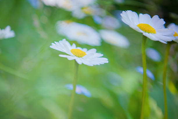 istock Daisy flowers in the field 518434096
