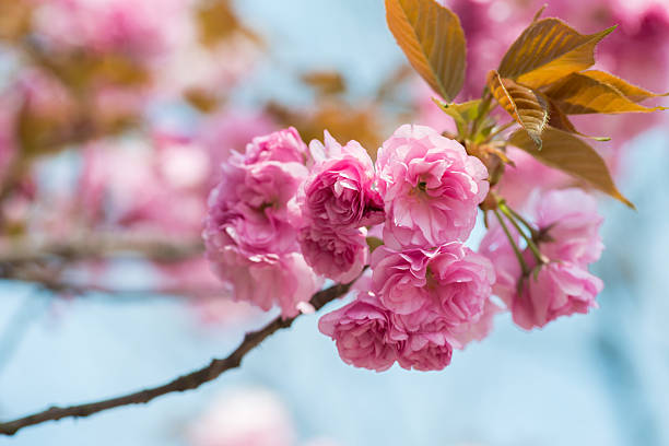 Pink Cherry Flowers blooming stock photo