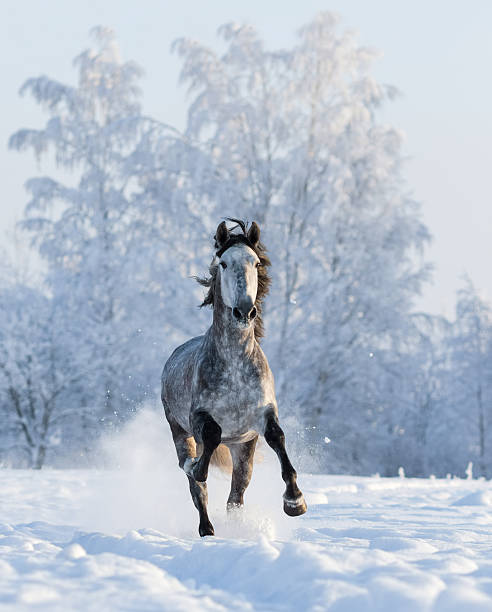 istock Grey Andalusian horse gallops on snowfield 518434932