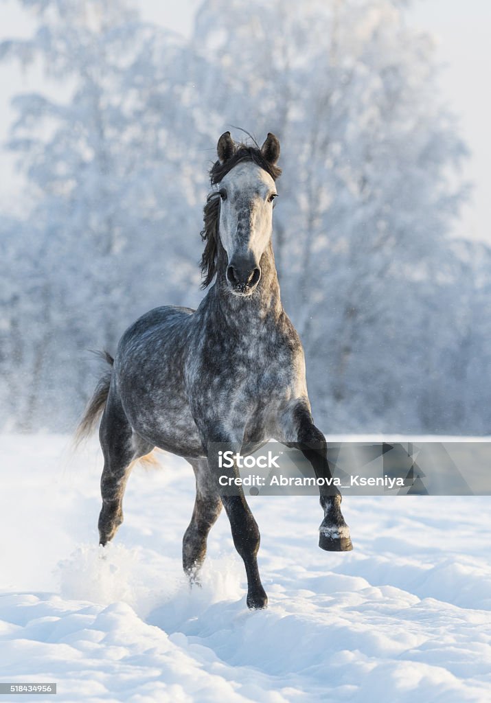 Grey horse run gallop in winter Dapple-grey horse run gallop in winter Horse Stock Photo