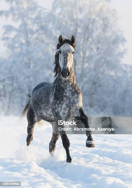 Grey Horse Run Gallop In Winter Stock Photo - Download Image Now - Horse, Snow, Activity