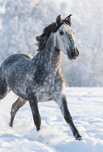 istock Grey purebred Spanish horse run gallop in winter 518434986
