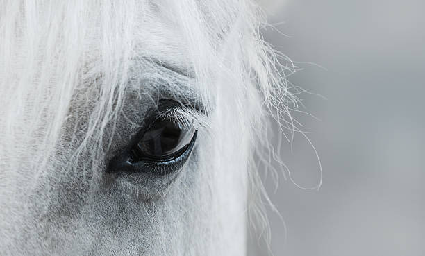 occhi di mustang bianco - horse animal head animal sky foto e immagini stock