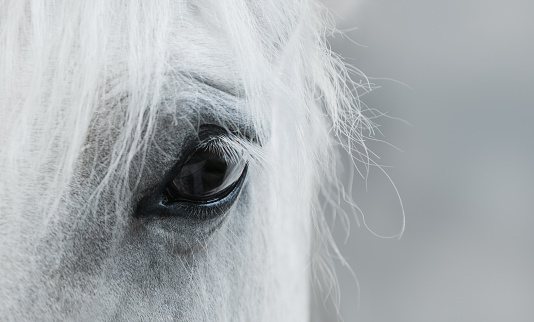 Close up of a bay horse's eye