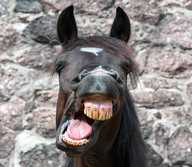 Portrait of funny yawning horse