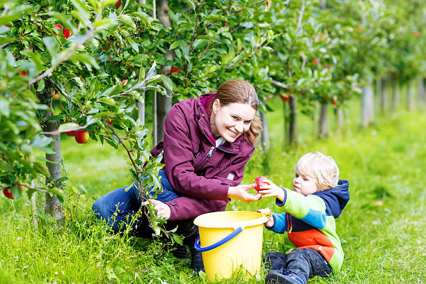 小さな幼児少年と母指レッドのりんごの果樹園 - orchard child crop little boys ストックフォトと画像