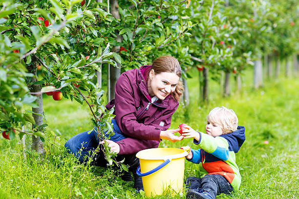 pouco menino bebê e mãe de colheita de maçãs vermelhas em orchard - orchard child crop little boys - fotografias e filmes do acervo