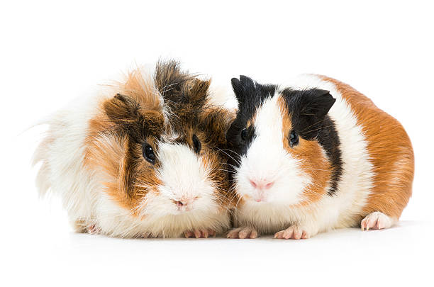 istock Pair of cute guinea pigs 518455559