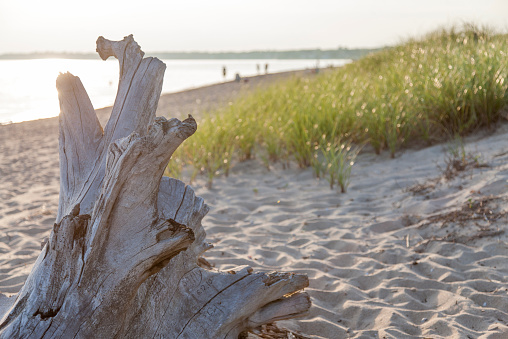 A beach view at Hammonasset State Park, Connecticut. A piece of driftwood shown in the left hand side of the image. Sand and beach grass appear in the background.