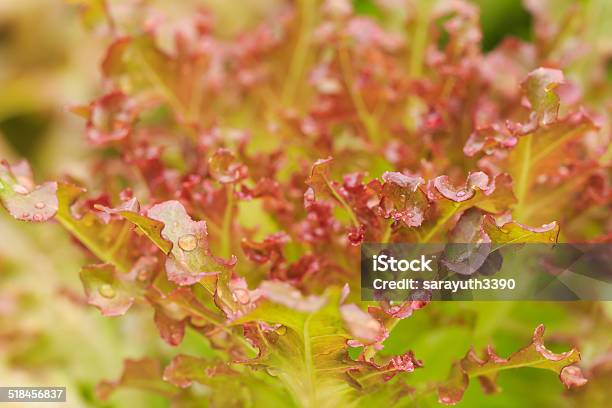 Fresh Lettuce In Garden Stock Photo - Download Image Now - Agriculture, Backgrounds, Bunch