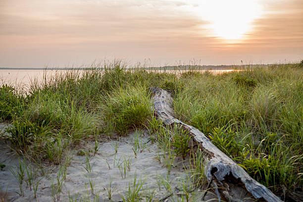 dérive en bois au coucher du soleil - driftwood wood water sunrise photos et images de collection