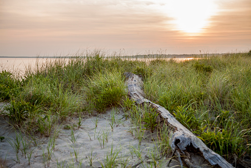 A landscape photo at Hammonasset State Park in Connecticut. Landscape shows a beach covered in tall green grass and a piece of driftwood stretching out to the water. A calm, orange sunset in the background.