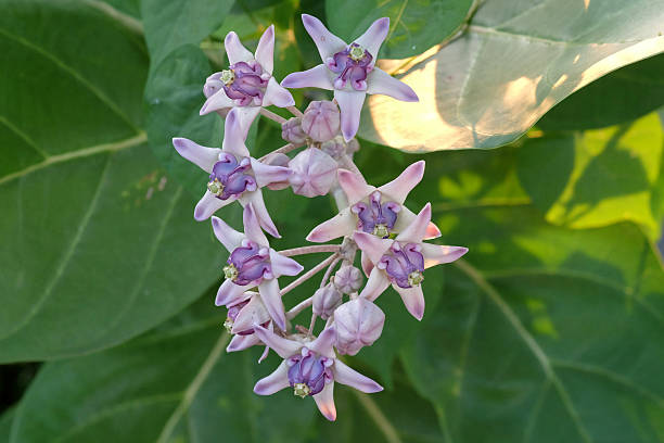 istock urple crown flower blooming on the tree. (Calotropis gigantea) 518457213