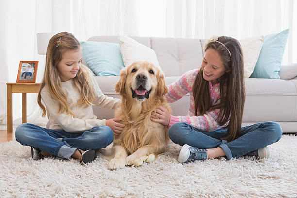 istock Smiling sisters petting their golden retriever on rug 518457331