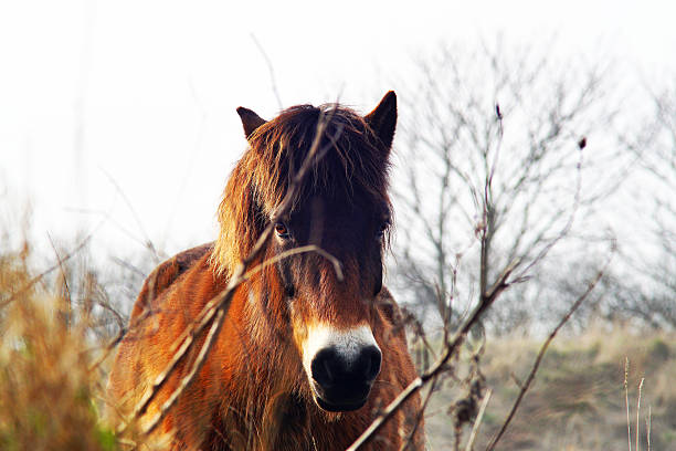 istock Lovely horse closeup facing the camera 518457974