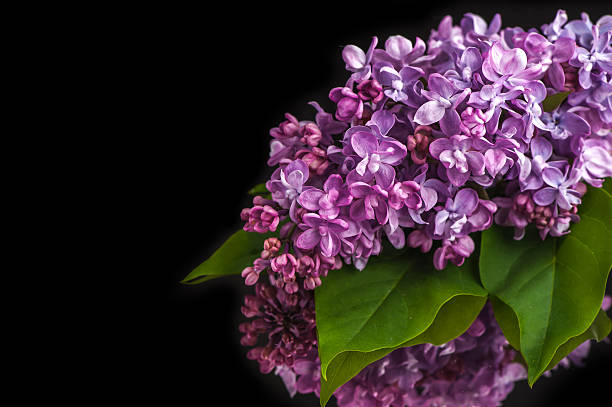 istock Lilac flowers on  black background 518458049