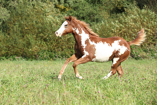 istock Nice paint horse foal running in autumn 518458317
