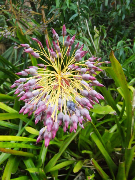 istock Flowering Bromeliad near Brisbane 518458680