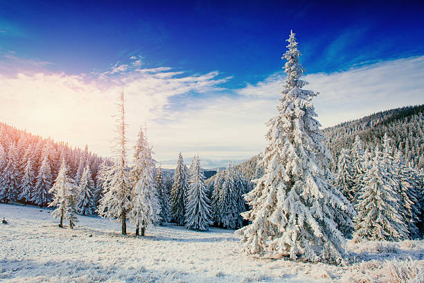 istock magical winter snow covered tree. Sunset in the Carpathians. 518459542