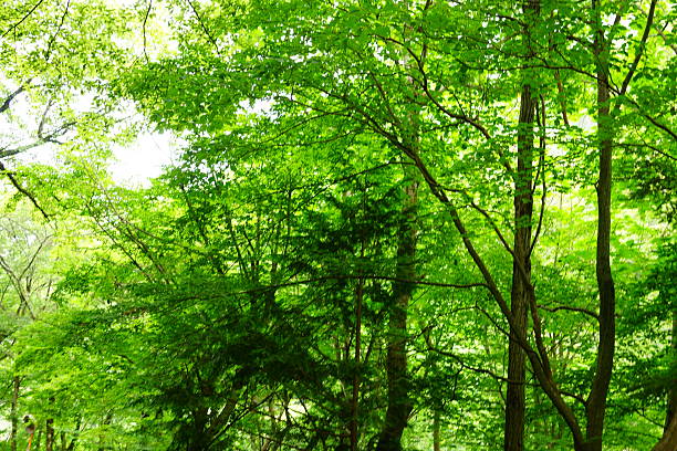 istock Japanese forest in summer 518459666
