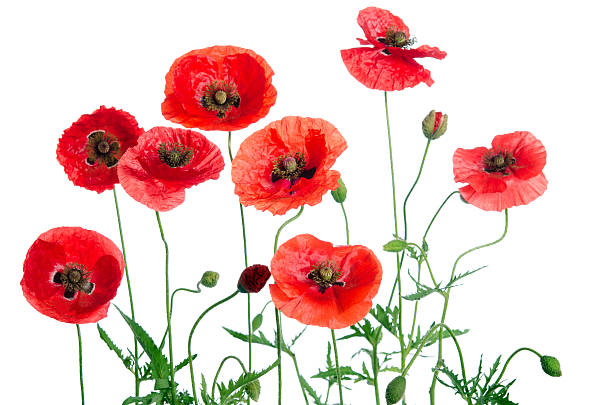 istock red poppies isolated on white background 518459670