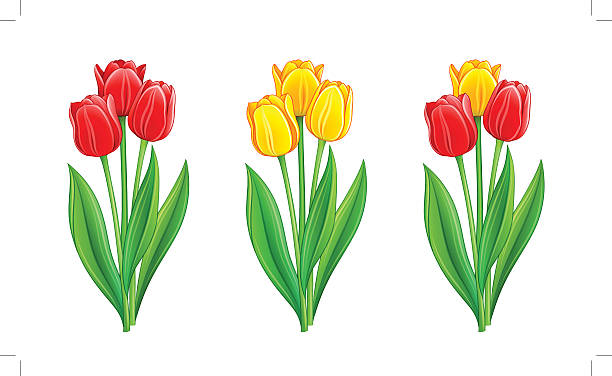 trzy bukiety z czerwone i żółte tulipany - growth tulip cultivated three objects stock illustrations