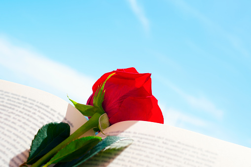 closeup of a red rose in an open book for Sant Jordi, the Saint Georges Day, when it is tradition to give red roses and books in Catalonia, Spain