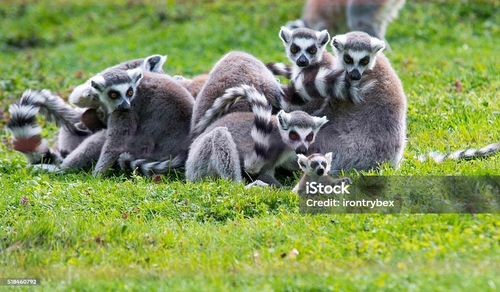 baby lemur with family Animal Stock Photo