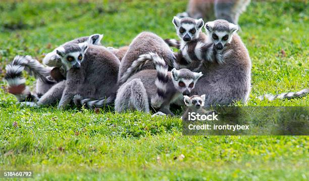 Baby Lemur With Family Stock Photo - Download Image Now - Animal, Animal Family, Animal Wildlife