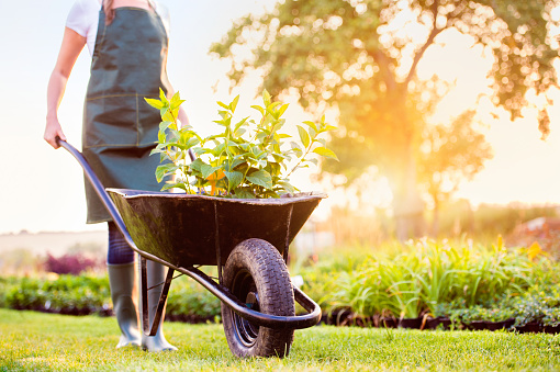 Unrecognizable gardener in green apron carrying seedlings in wheelbarrow, sunny summer nature, sunset